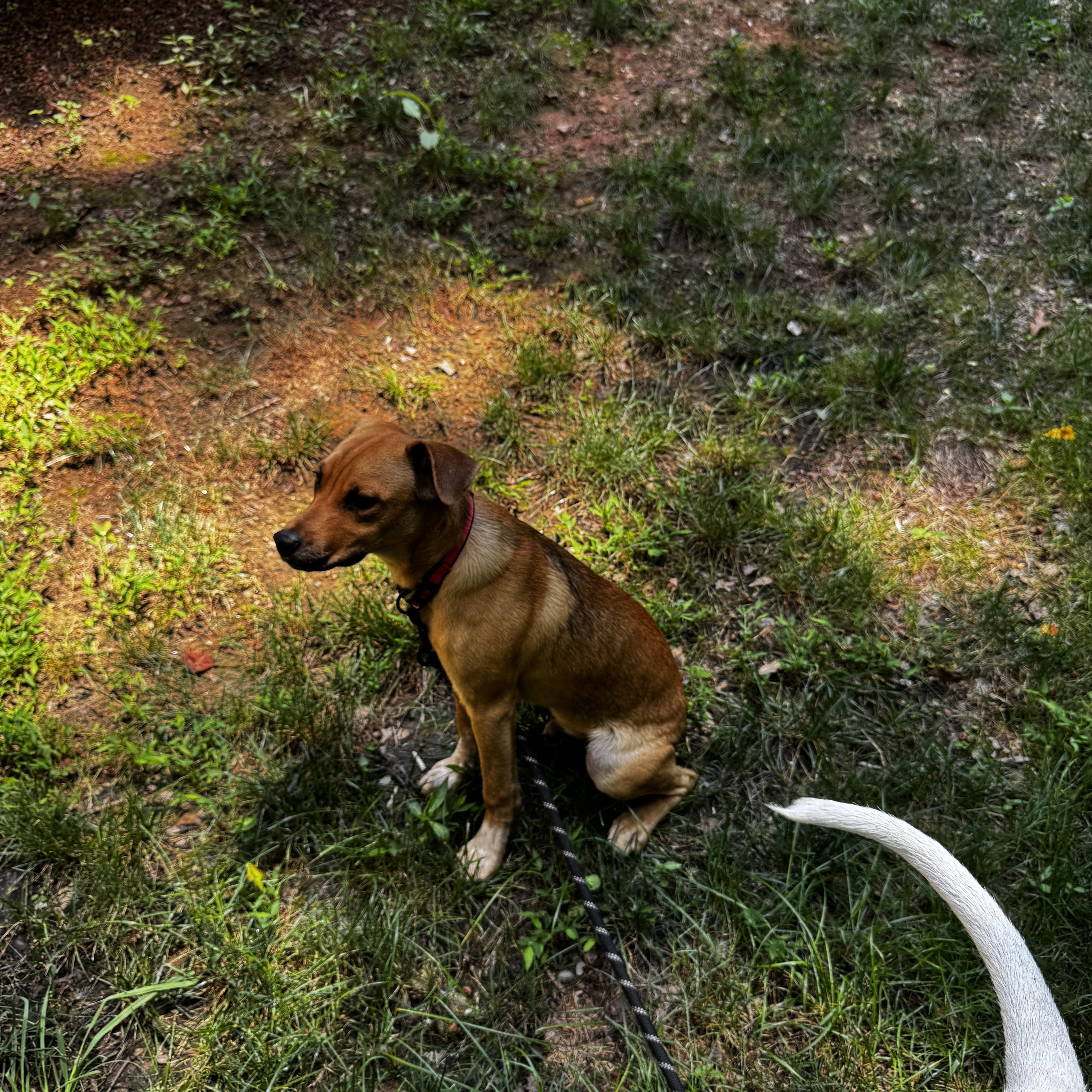 Enlarge Ruffin, a ADOPTABLE mixed breed in Wilkesboro, NC image 4/5