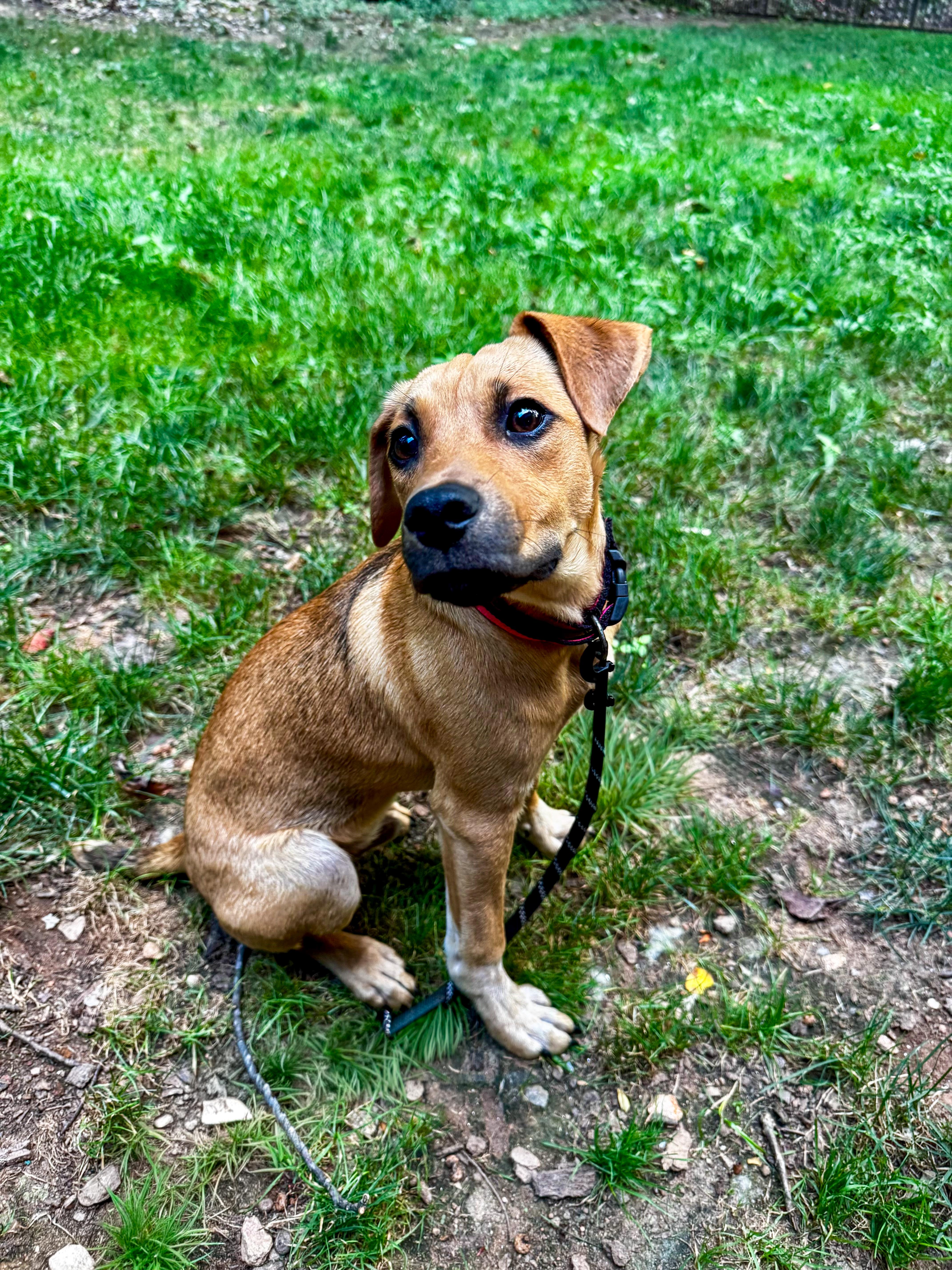 Ruffin, ADOPTABLE, Young Male Black Mouth Cur.