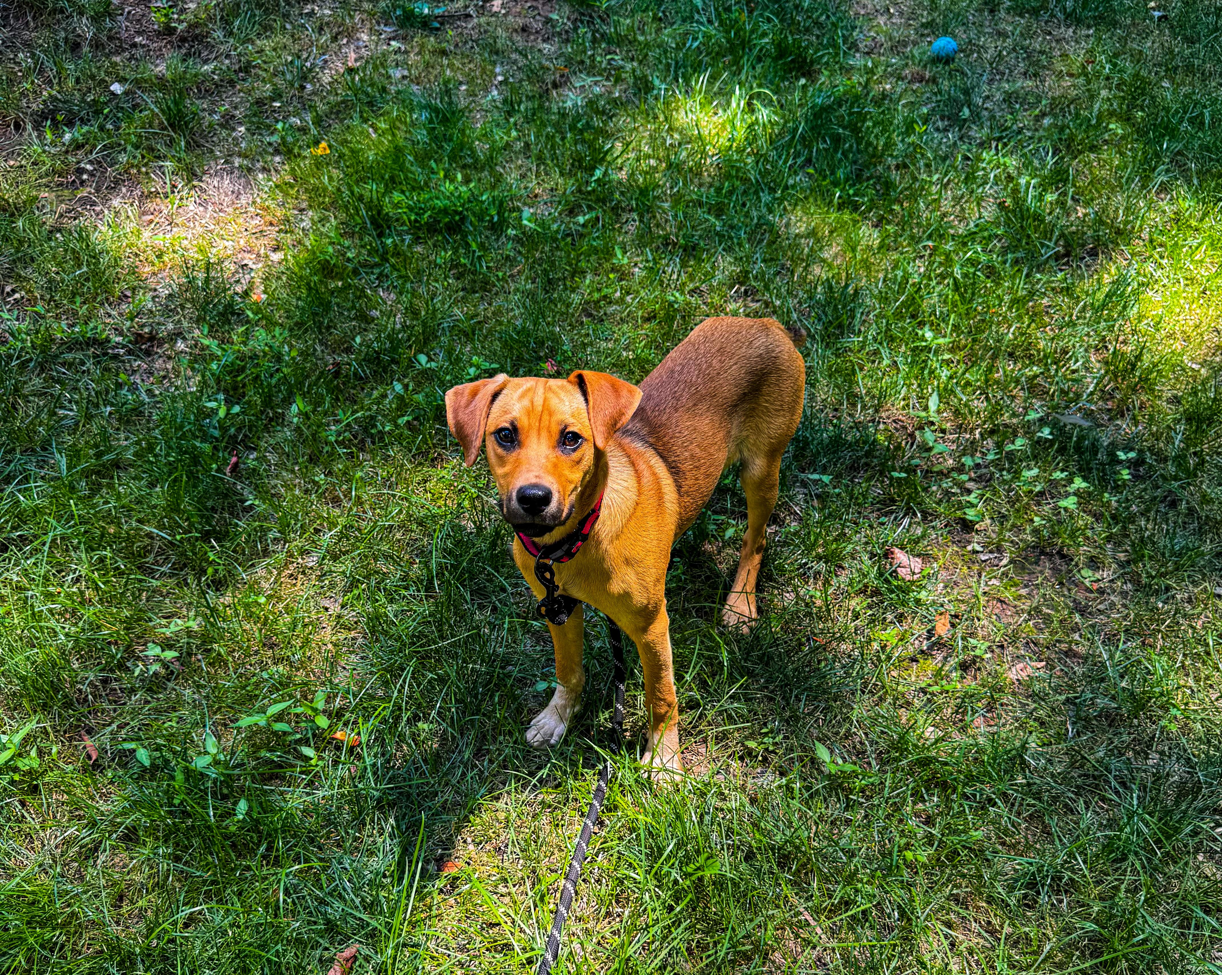 Enlarge Ruffin, a ADOPTABLE mixed breed in Wilkesboro, NC image 3/5