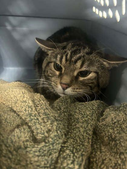 Enlarge Atticus, a Adopted Domestic Short Hair in Sullivan, IN image 1/1