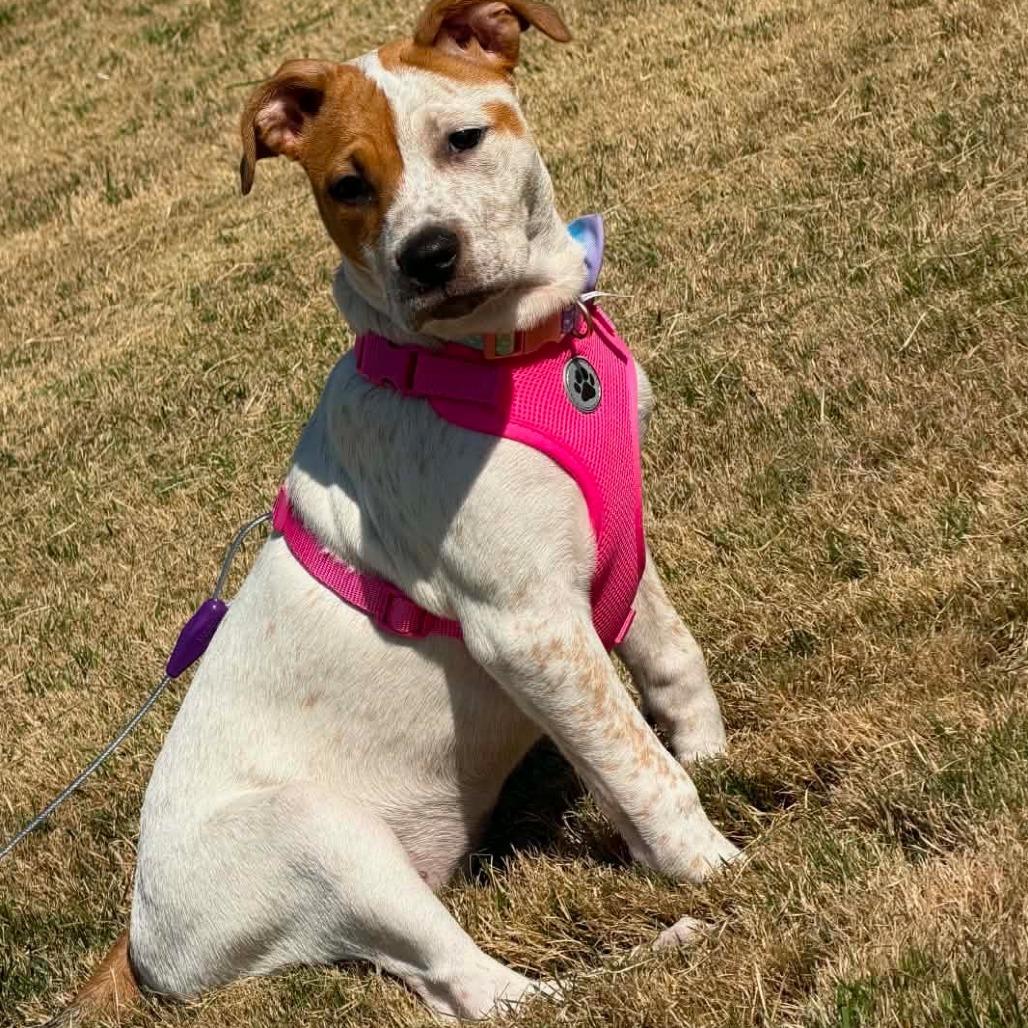 Enlarge Pluto, a Adoptable Mixed Breed in Trenton, GA image 1/1