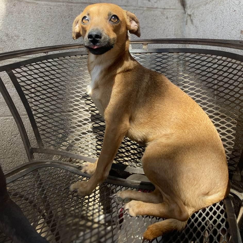 Enlarge Pillow Talk PC, an adopted Chiweenie in Federal Way, WA image 2/5