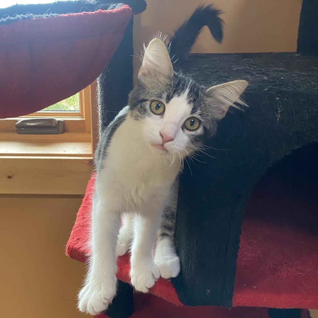 Enlarge Guava, a Adoptable Domestic Short Hair in Wadena, MN image 2/5