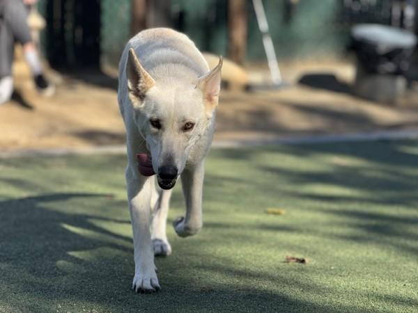 Enlarge Iris, a Adoptable mixed breed in Oceanside, CA image 1/1