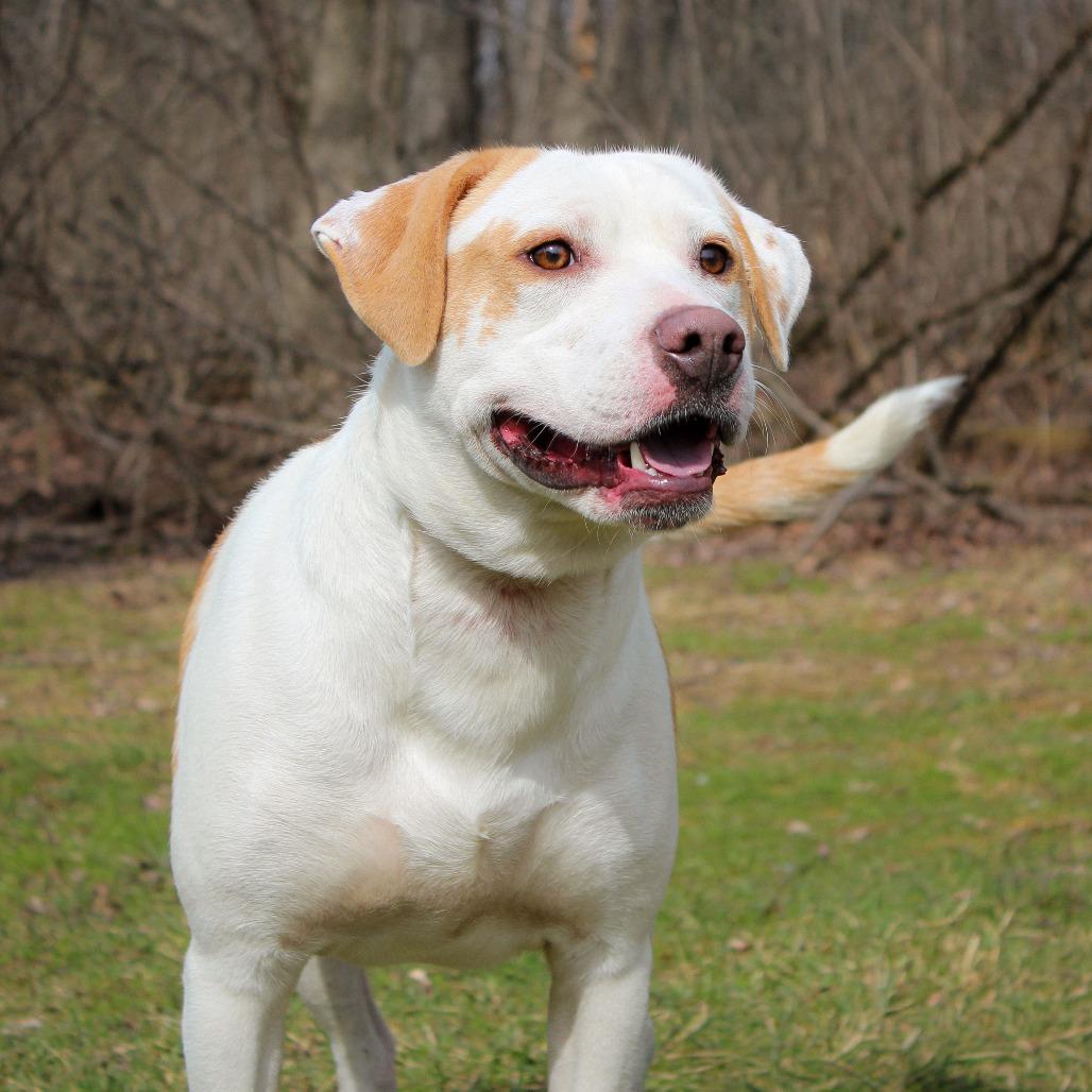 Enlarge Gee Whiz 27, a Adoptable mixed breed in Canastota, NY image 1/2