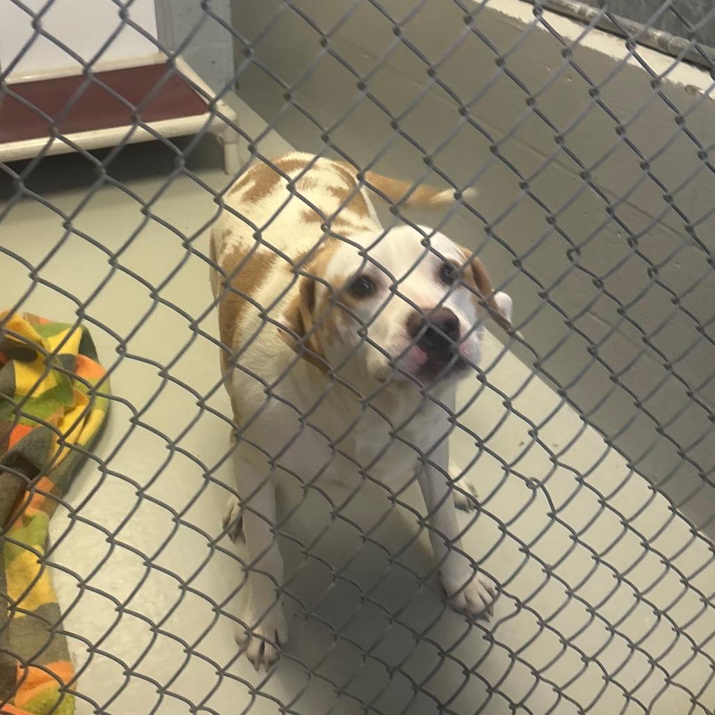 Enlarge Gee Whiz 27, a Adoptable mixed breed in Canastota, NY image 2/2