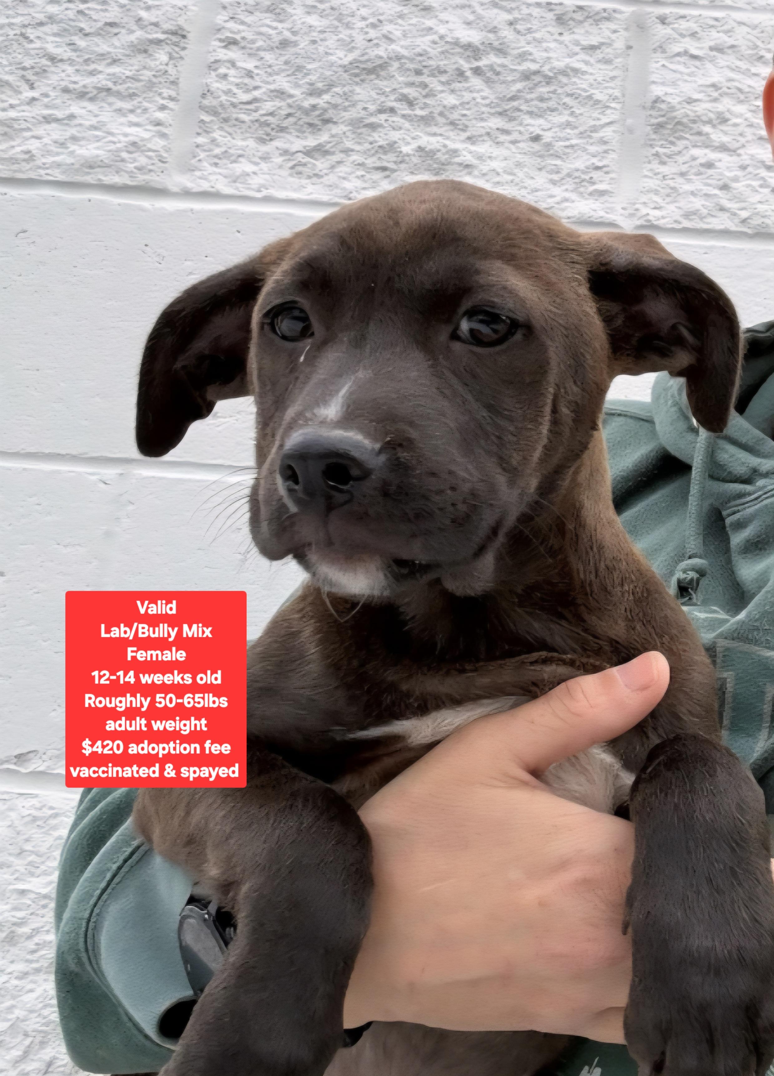 Enlarge Valid, a ADOPTABLE mixed breed in Oviedo, FL image 1/1