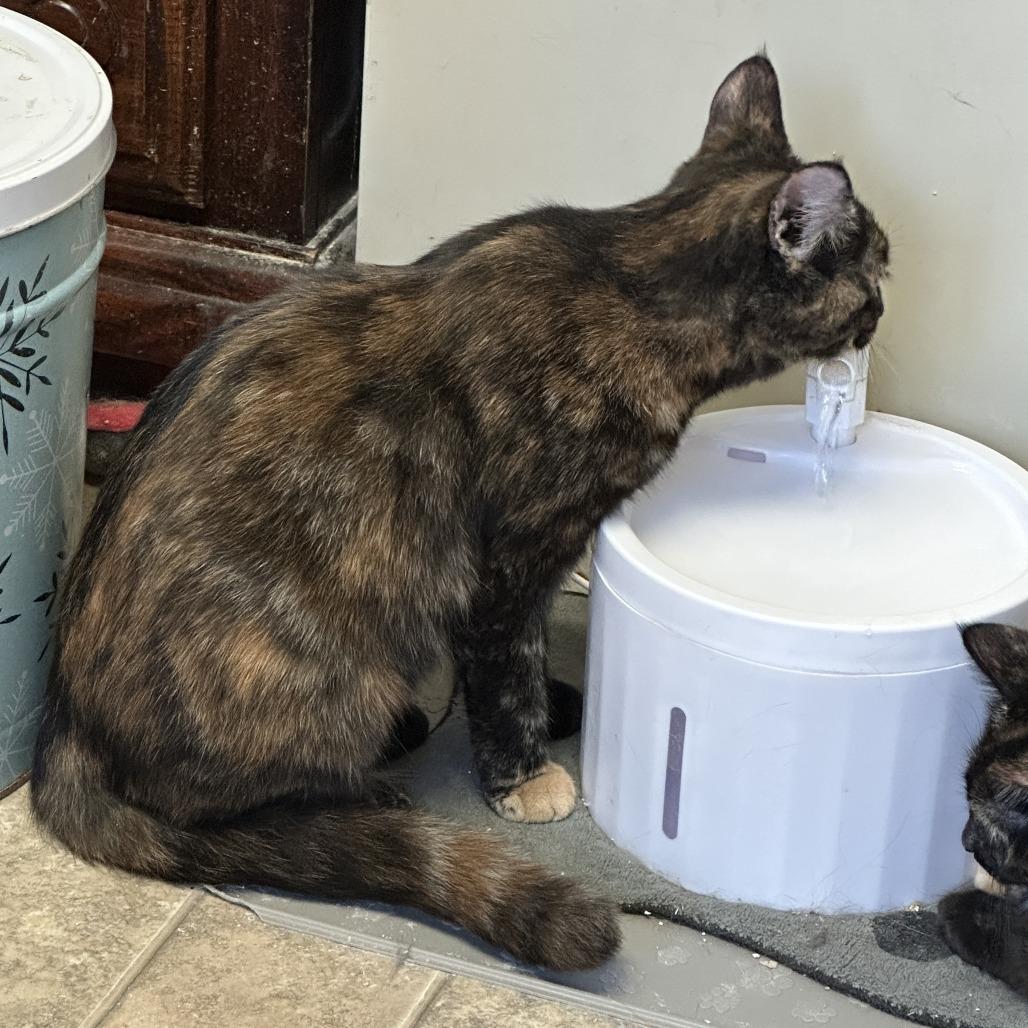 Enlarge Honey, a Adoptable Domestic Short Hair in Woodstock, VA image 1/5