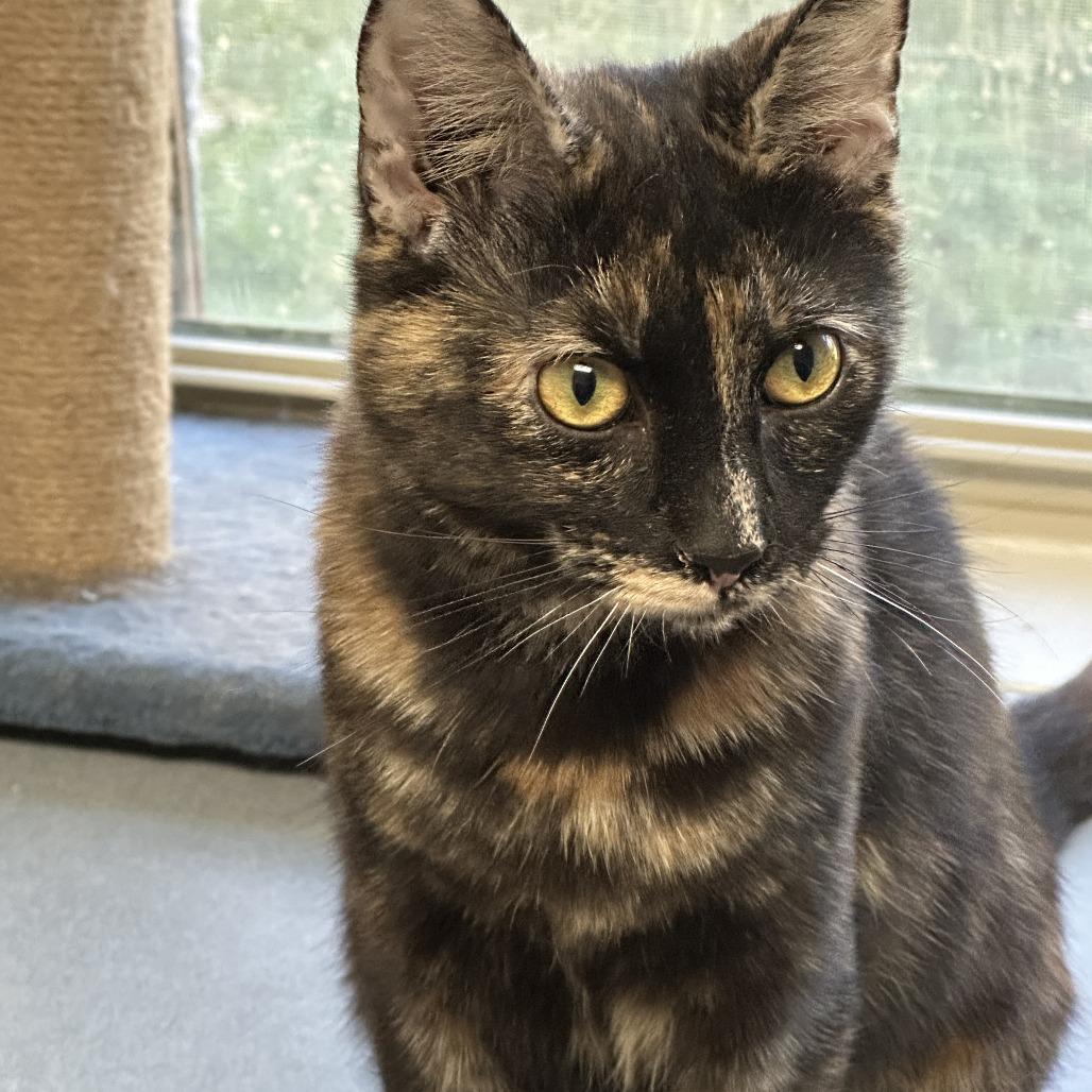Enlarge Honey, a Adoptable Domestic Short Hair in Woodstock, VA image 2/5