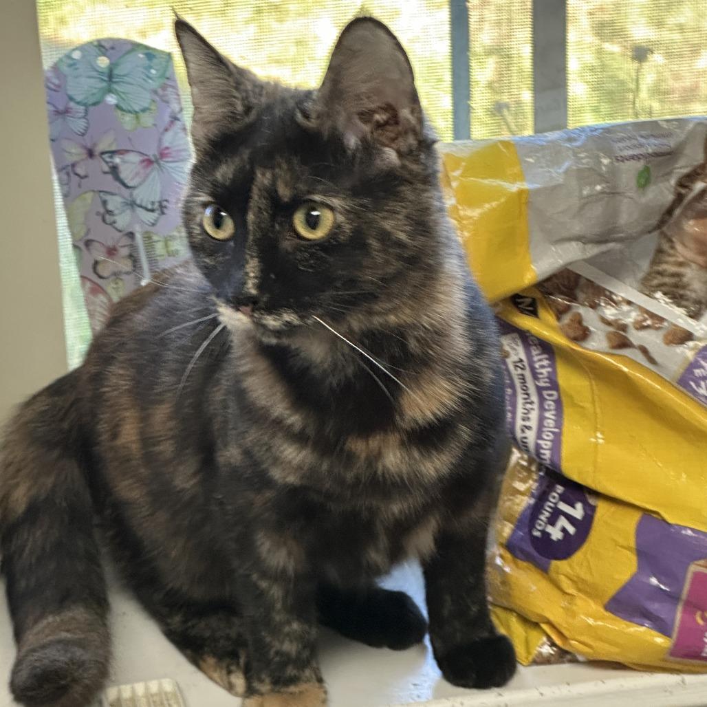 Enlarge Honey, a Adoptable Domestic Short Hair in Woodstock, VA image 5/5