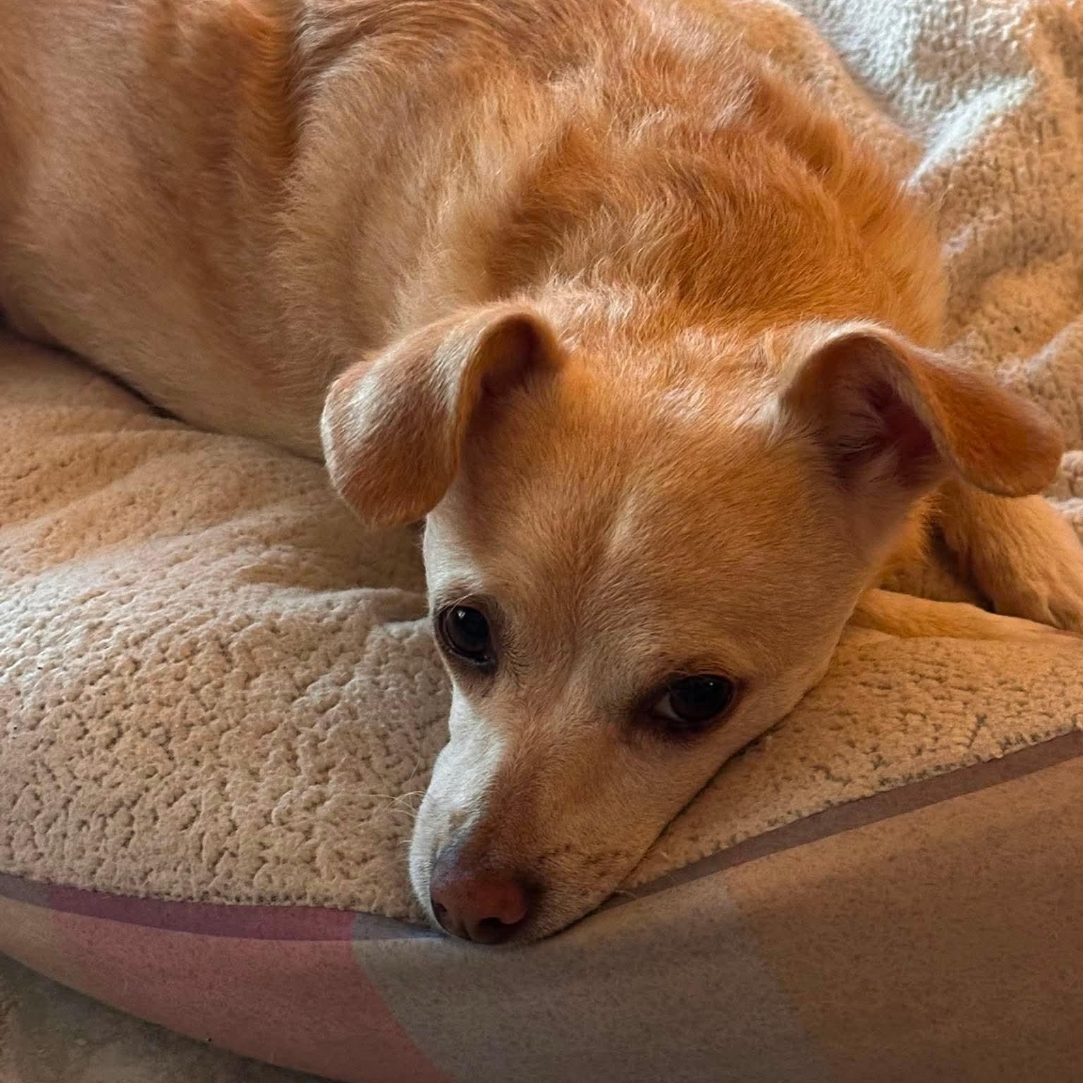 Benji, a ADOPTABLE mixed breed in Las Vegas, NV image 3/5