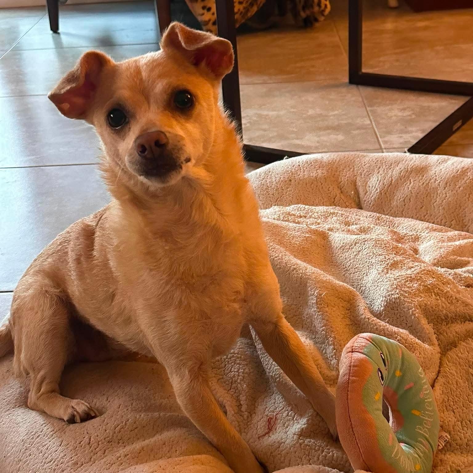 Benji, a ADOPTABLE mixed breed in Las Vegas, NV image 5/5