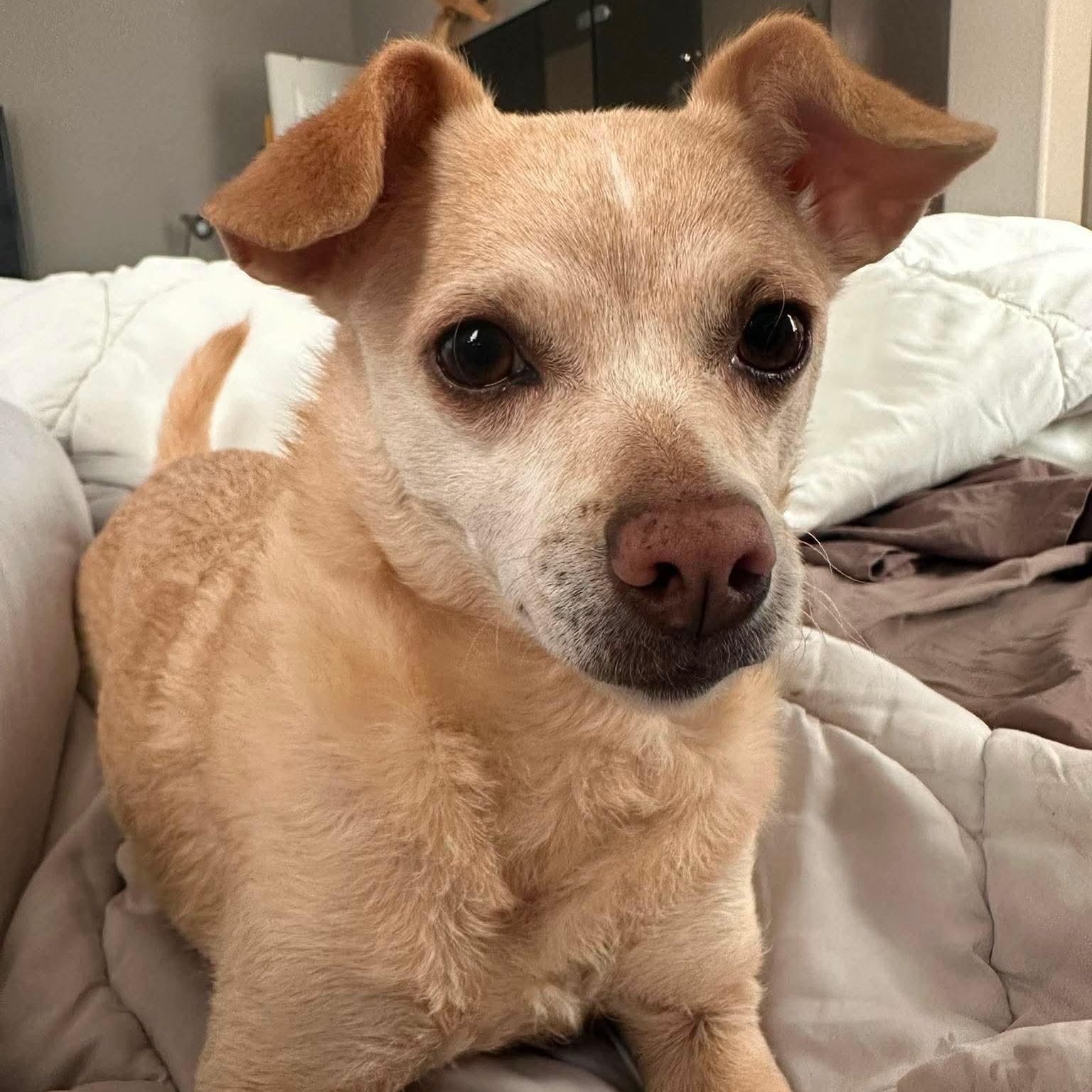 Benji, a ADOPTABLE mixed breed in Las Vegas, NV image 4/5