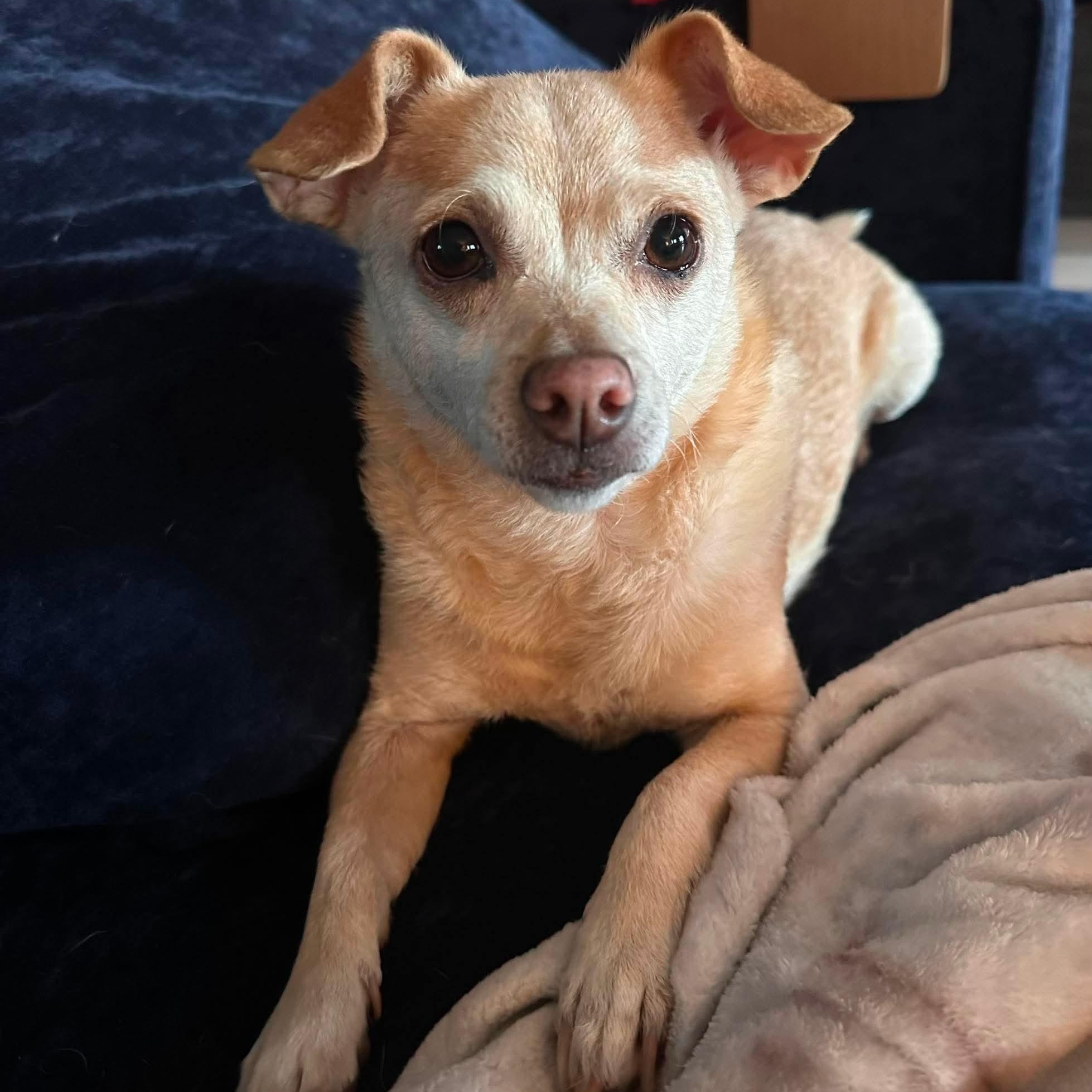 Benji, a ADOPTABLE mixed breed in Las Vegas, NV image 2/5