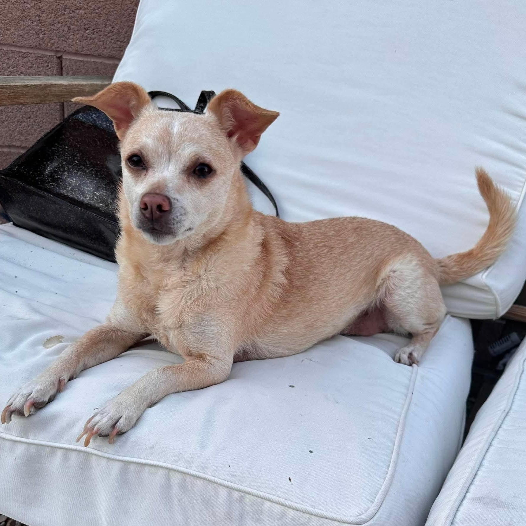 Benji, ADOPTABLE, Adult Female Chihuahua.