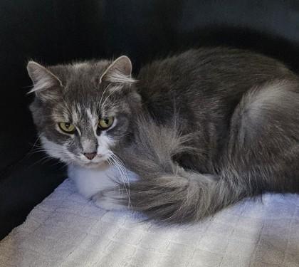Snider, Adoptable, Young Female Domestic Medium Hair & Domestic Short Hair.