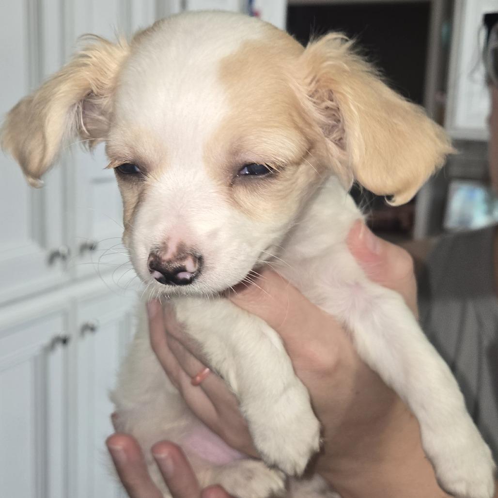 Ana Beth, Adoptable, Puppy Female Chihuahua & Mixed Breed.