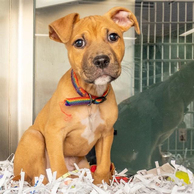 Enlarge BOSCOS, a Adoptable mixed breed in St. Louis, MO image 1/1