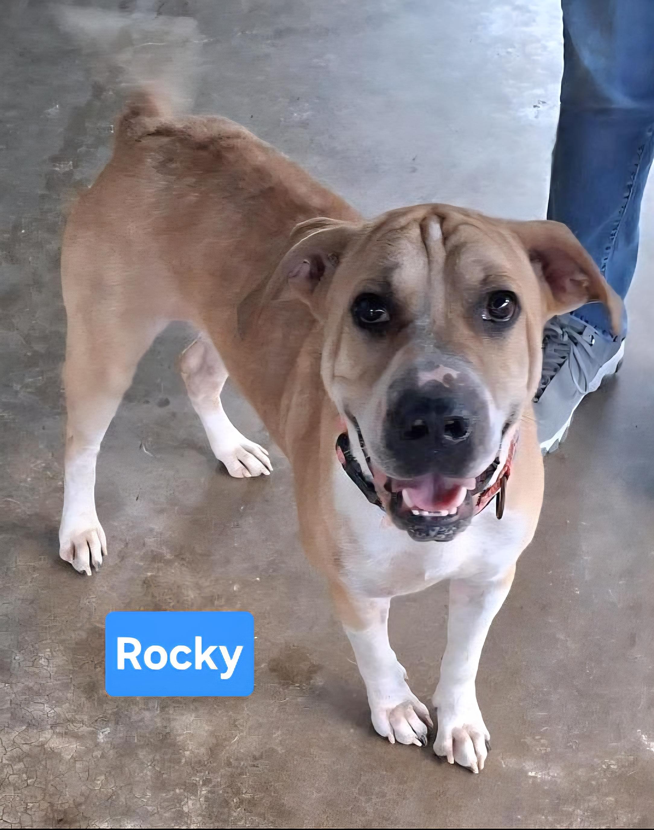 Rocky, Adoptable, Adult Male Shepherd & Boxer.