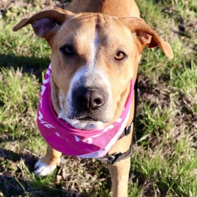 Bonnie P4P, Adoptable, Young Female Mixed Breed.