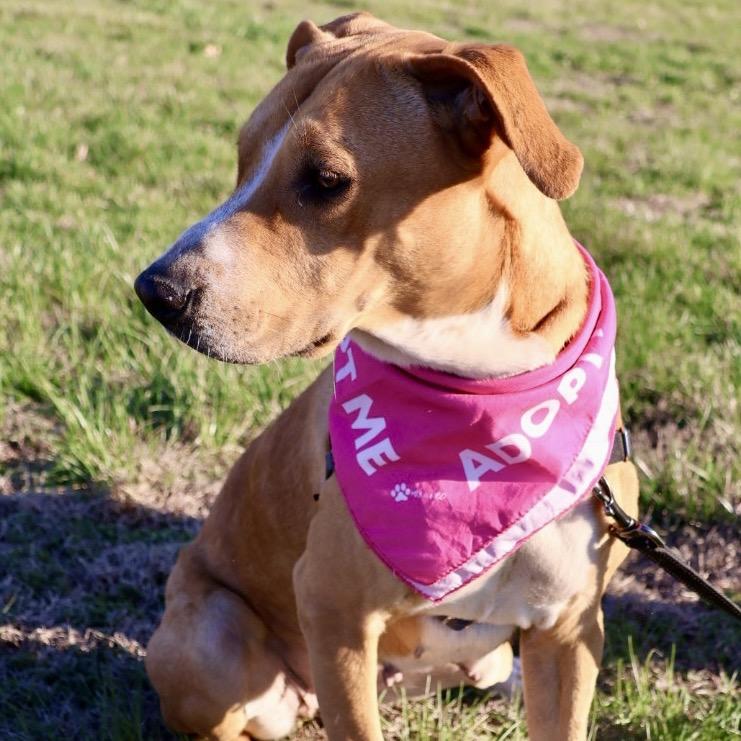 Enlarge Bonnie P4P, a Adoptable Mixed Breed in St Joseph, MO image 2/5