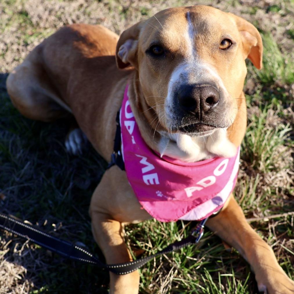 Enlarge Bonnie P4P, a Adoptable Mixed Breed in St Joseph, MO image 3/5