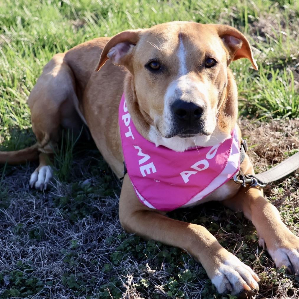 Enlarge Bonnie P4P, a Adoptable Mixed Breed in St Joseph, MO image 4/5