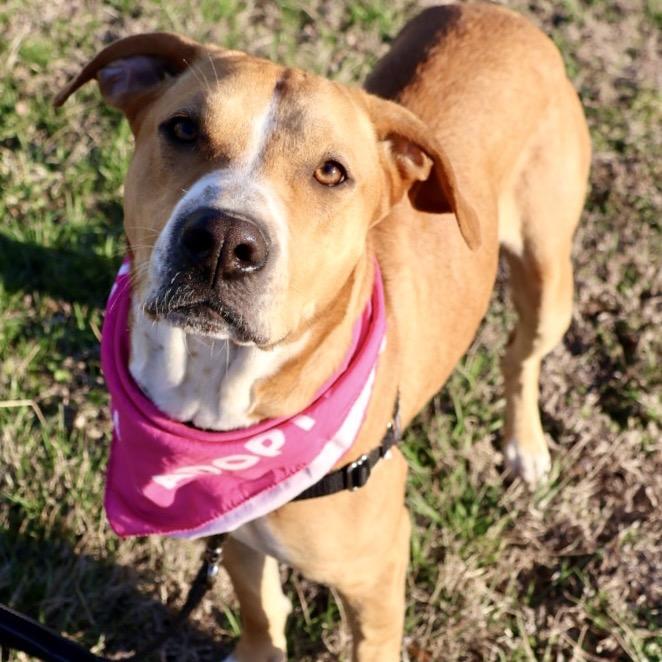 Enlarge Bonnie P4P, a Adoptable Mixed Breed in St Joseph, MO image 5/5