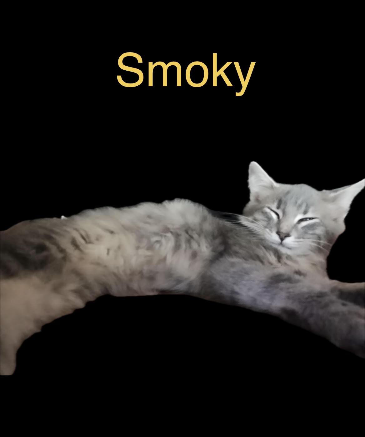 Smoky, Adoptable, Kitten Male Domestic Long Hair.