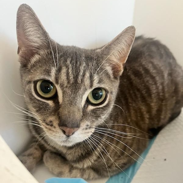 Stilts (ID 50596/777), a ADOPTABLE Domestic Short Hair in Manassas, VA image 2/2