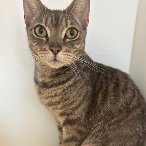 Stilts (ID 50596/777), a ADOPTABLE Domestic Short Hair in Manassas, VA image 1/2