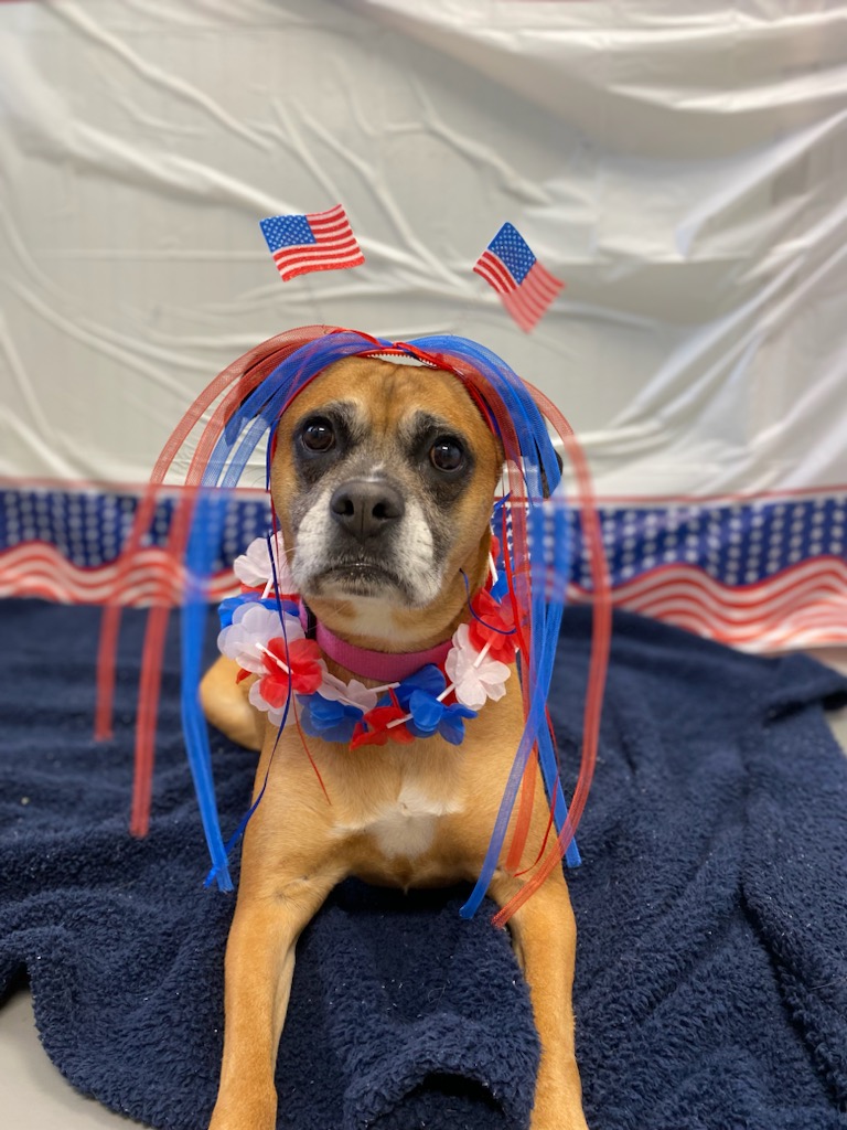 Piper, an adoptable Boxer in Burgaw, NC, 28425 | Photo Image 2