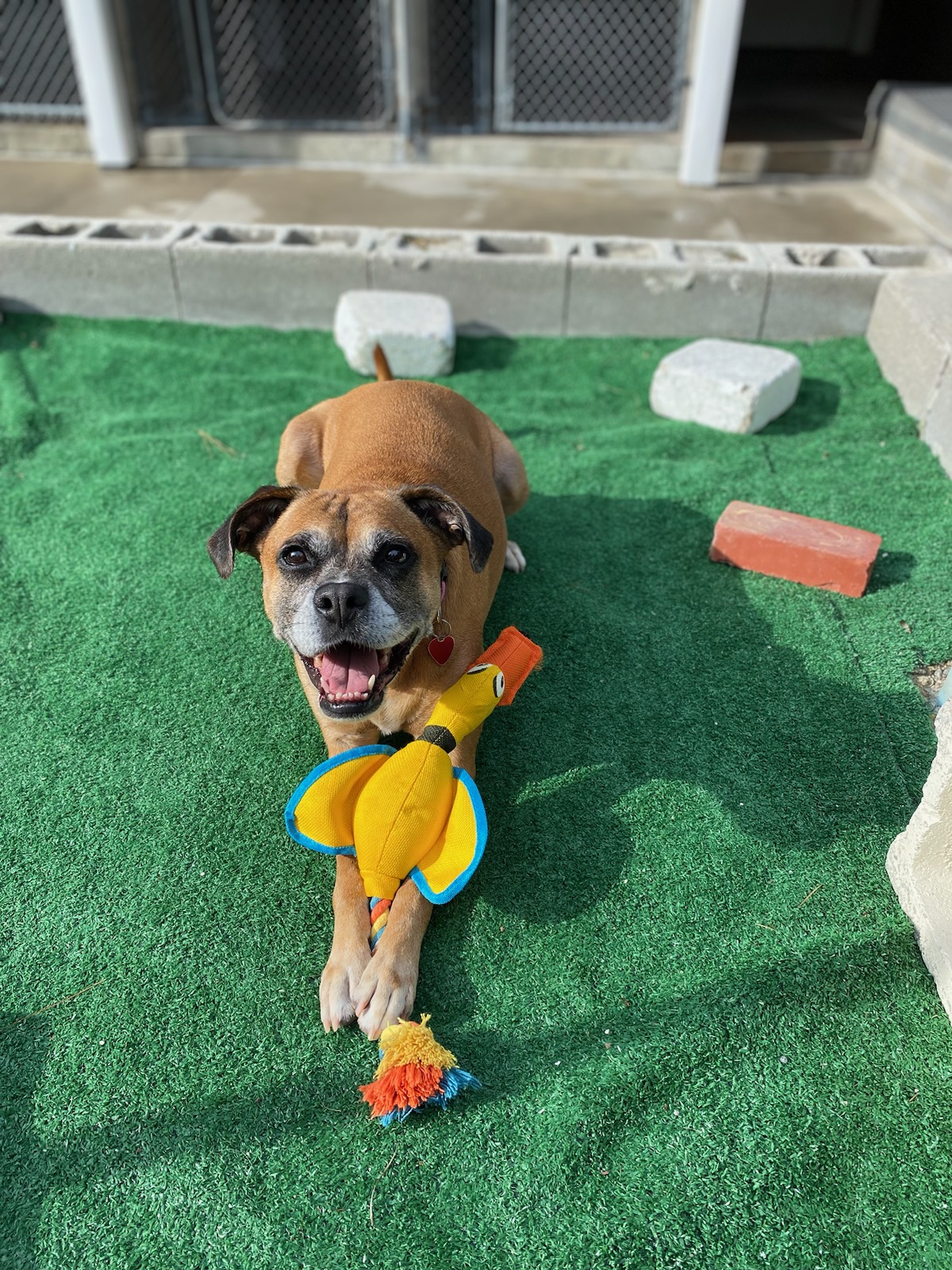 Piper, an adoptable Boxer in Burgaw, NC, 28425 | Photo Image 3