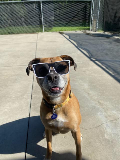 Piper, an adoptable Boxer in Burgaw, NC, 28425 | Photo Image 1