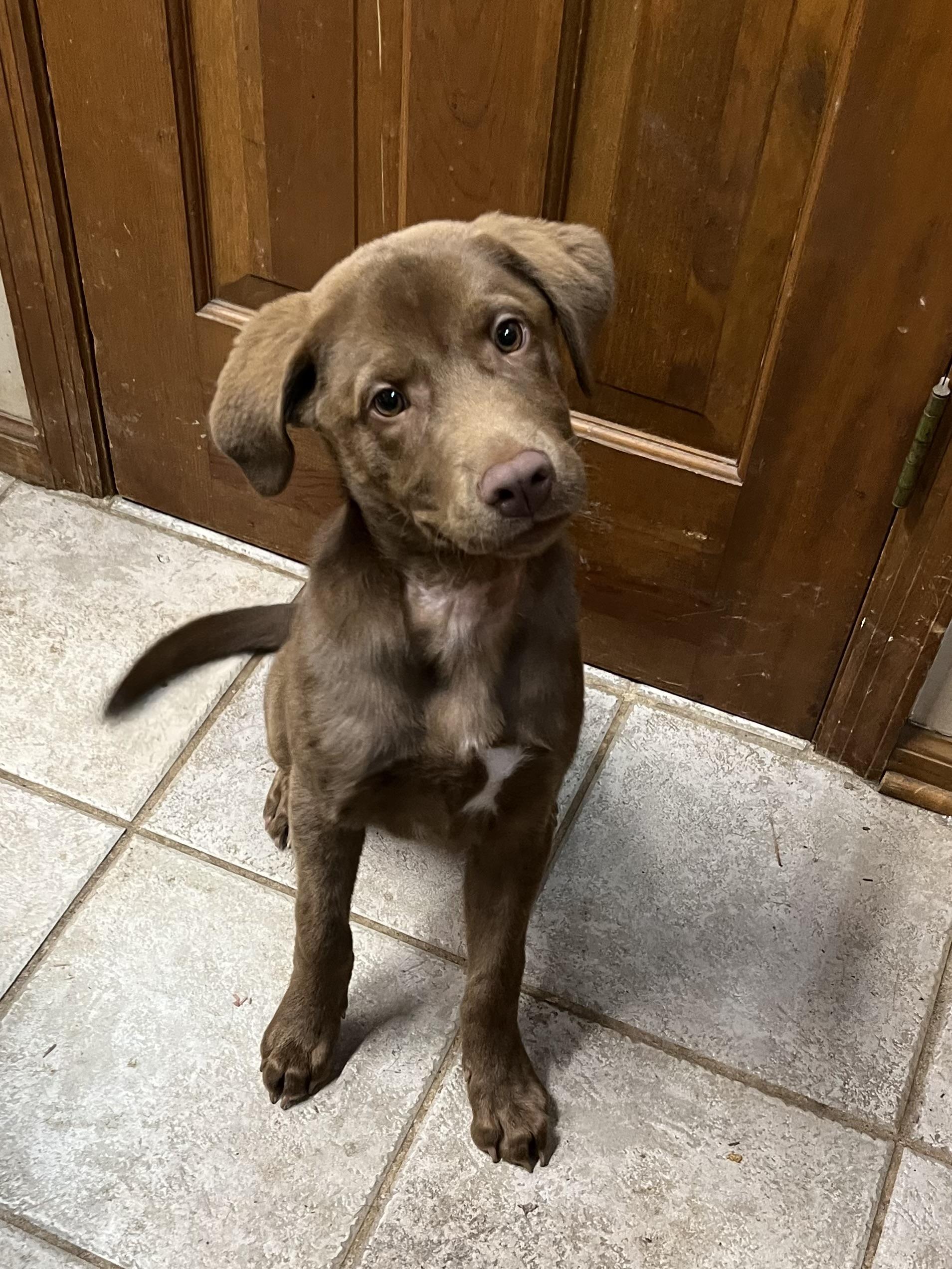 Goose, an adopted Chocolate Labrador Retriever in Greensboro, GA image 1/4