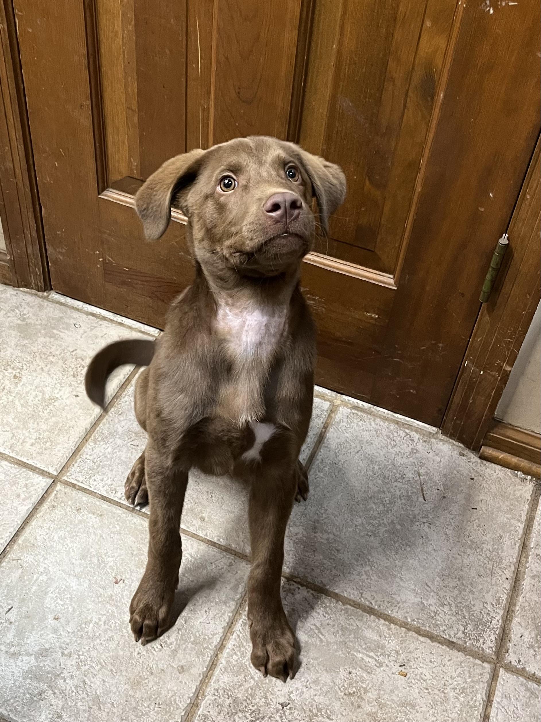 Goose, an adopted Chocolate Labrador Retriever in Greensboro, GA image 2/4