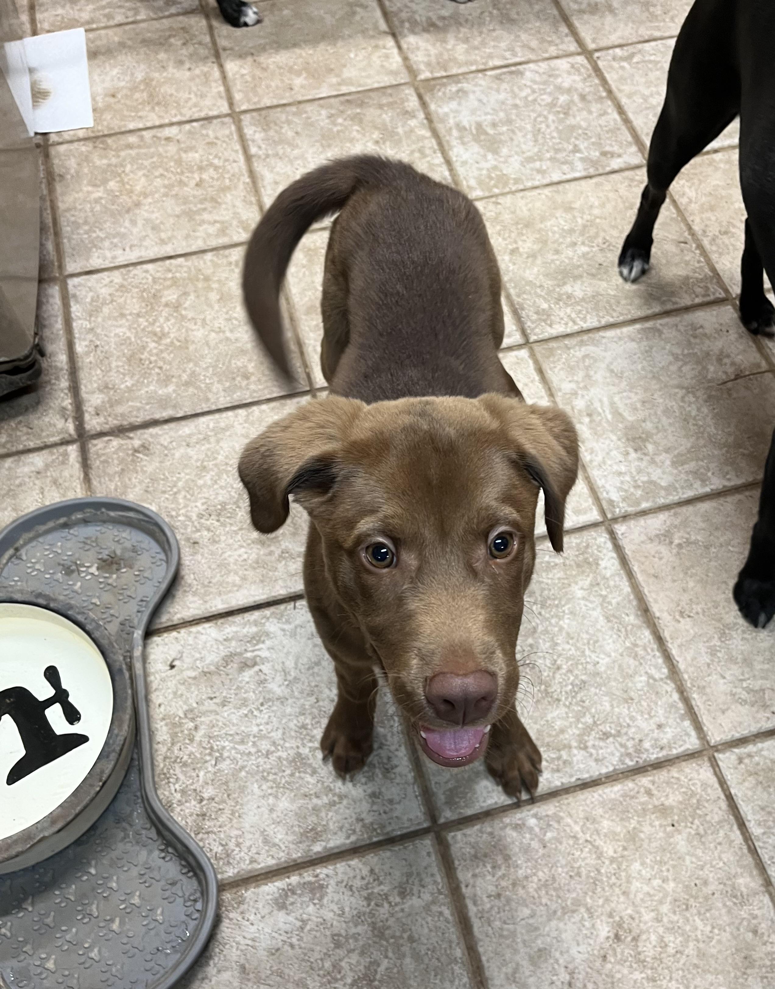 Goose, an adopted Chocolate Labrador Retriever in Greensboro, GA image 4/4
