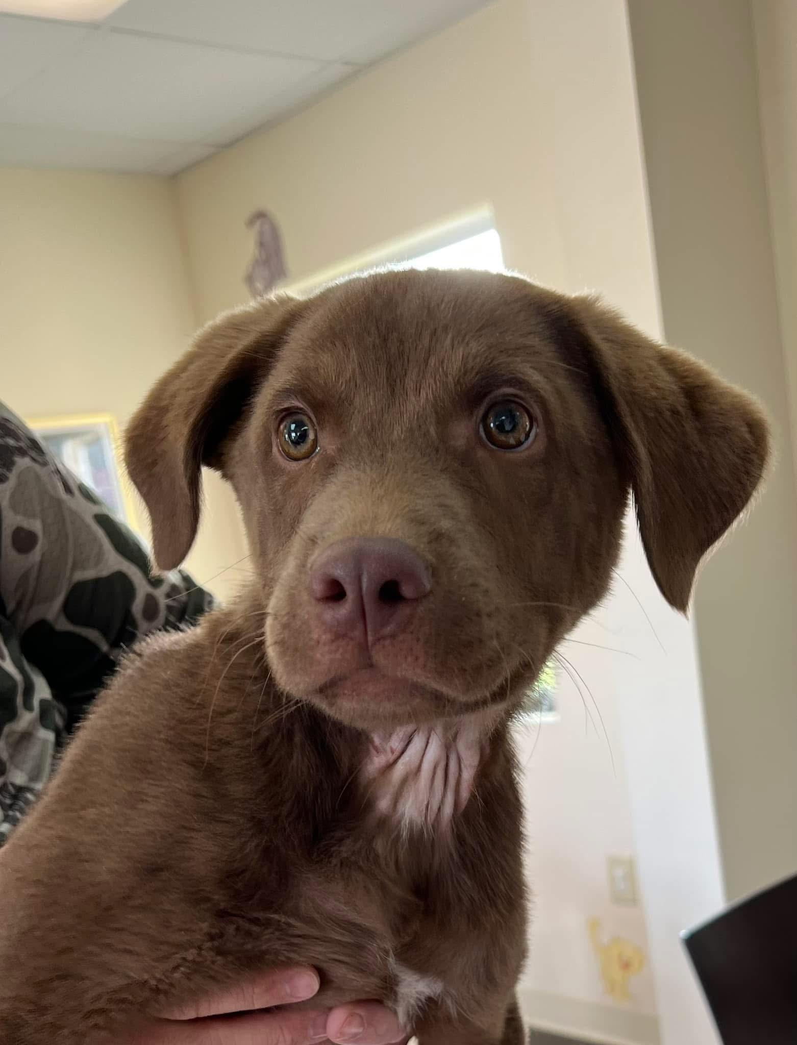 Goose, an adopted Chocolate Labrador Retriever in Greensboro, GA image 3/4