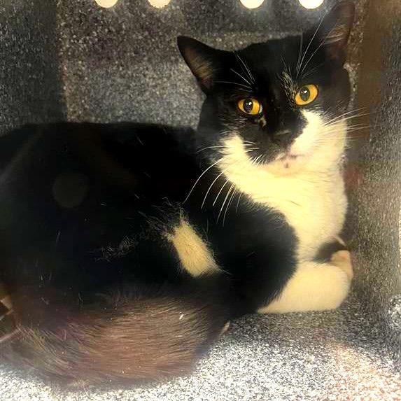 Turnip, Adoptable, Adult Male Domestic Short Hair.