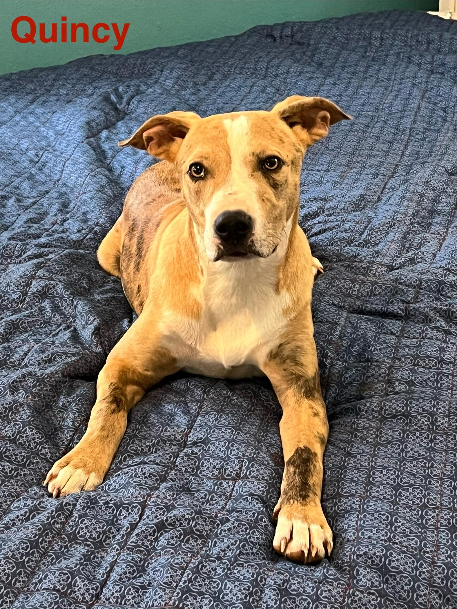quincy, Adoptable, Young Male Catahoula Leopard Dog.