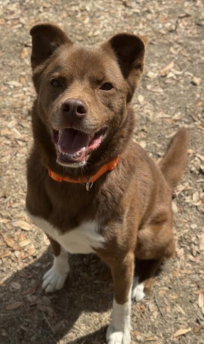 Fudge — thumbnail 2