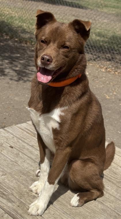 Fudge — thumbnail 3