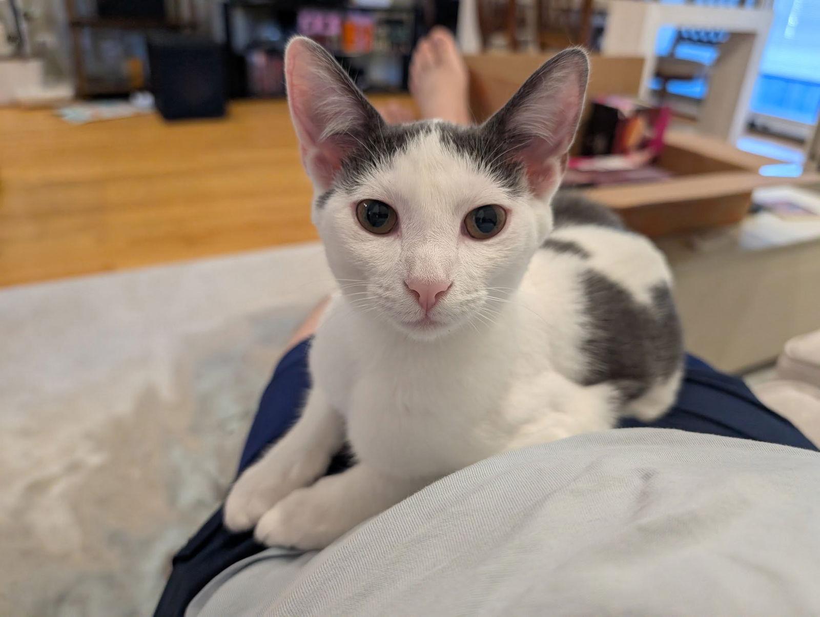 Maisie Moon, Adoptable, Young Female Domestic Short Hair.