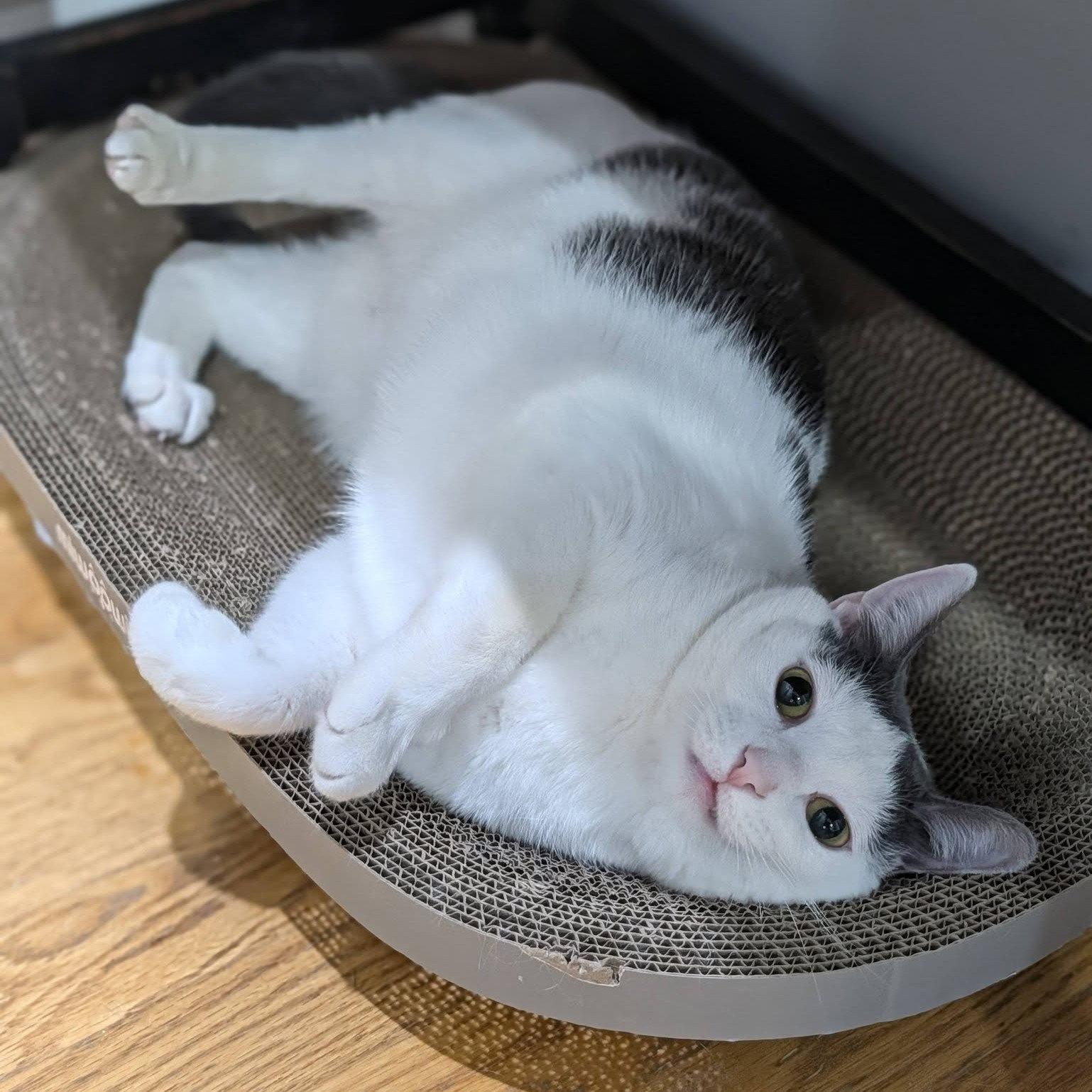 Enlarge Maisie Moon, a Adoptable Domestic Short Hair in Chicago, IL image 2/3