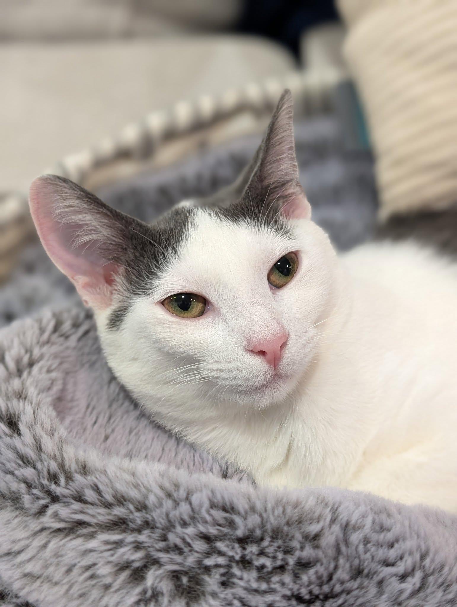 Maisie Moon, Adoptable, Young Female Domestic Short Hair.