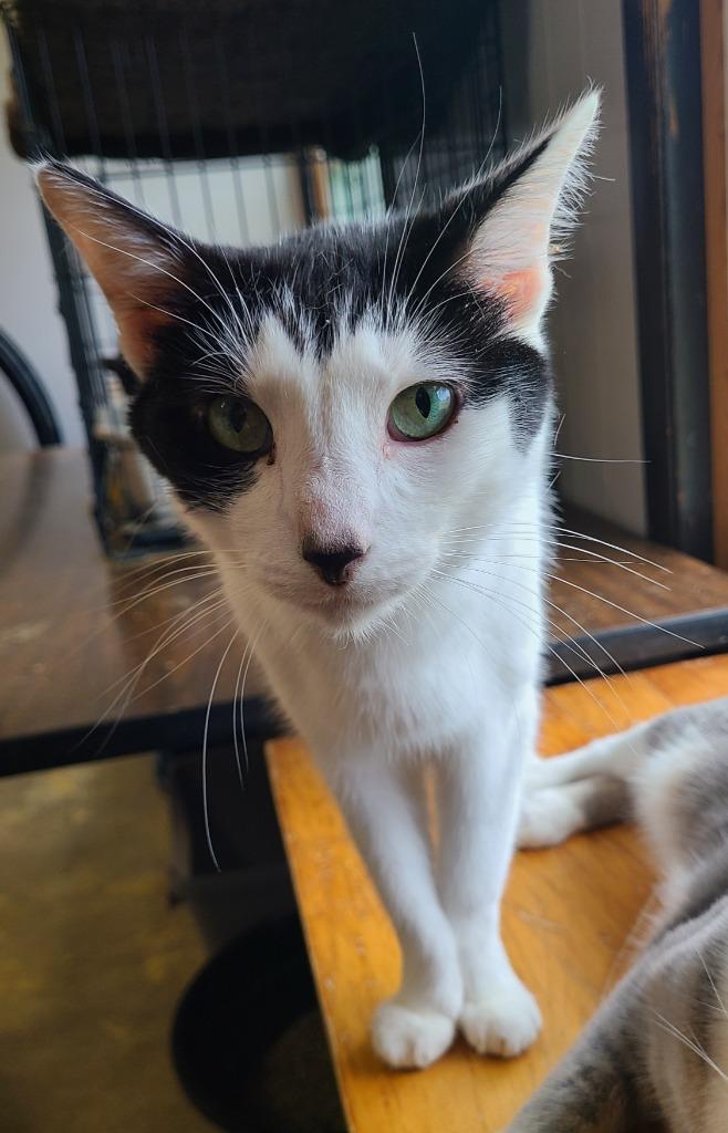 Enlarge Root Beer, a Adoptable mixed breed in Portland, IN image 3/6