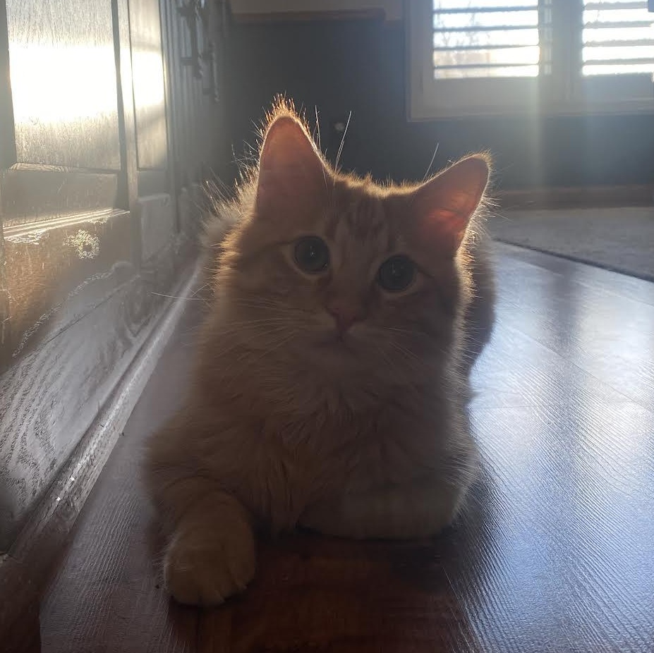 Cheddar, Colby & Pepper Jack (Bonded Pair) photo 6