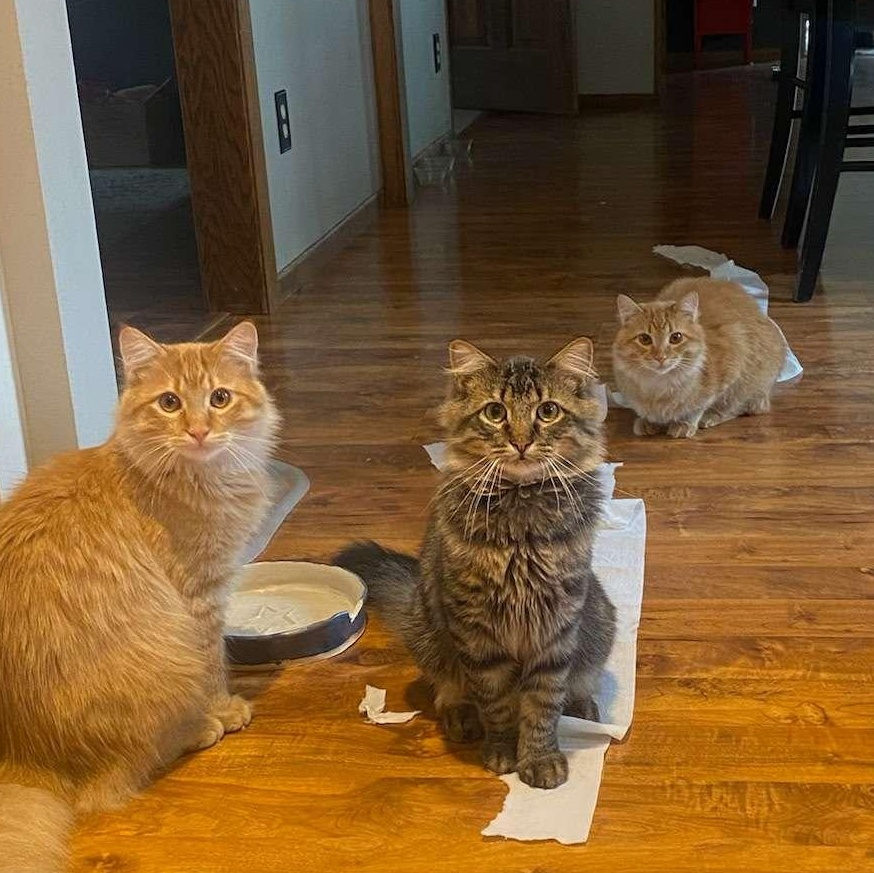 Cheddar, Colby & Pepper Jack (Bonded Pair), Young Male Domestic Long Hair