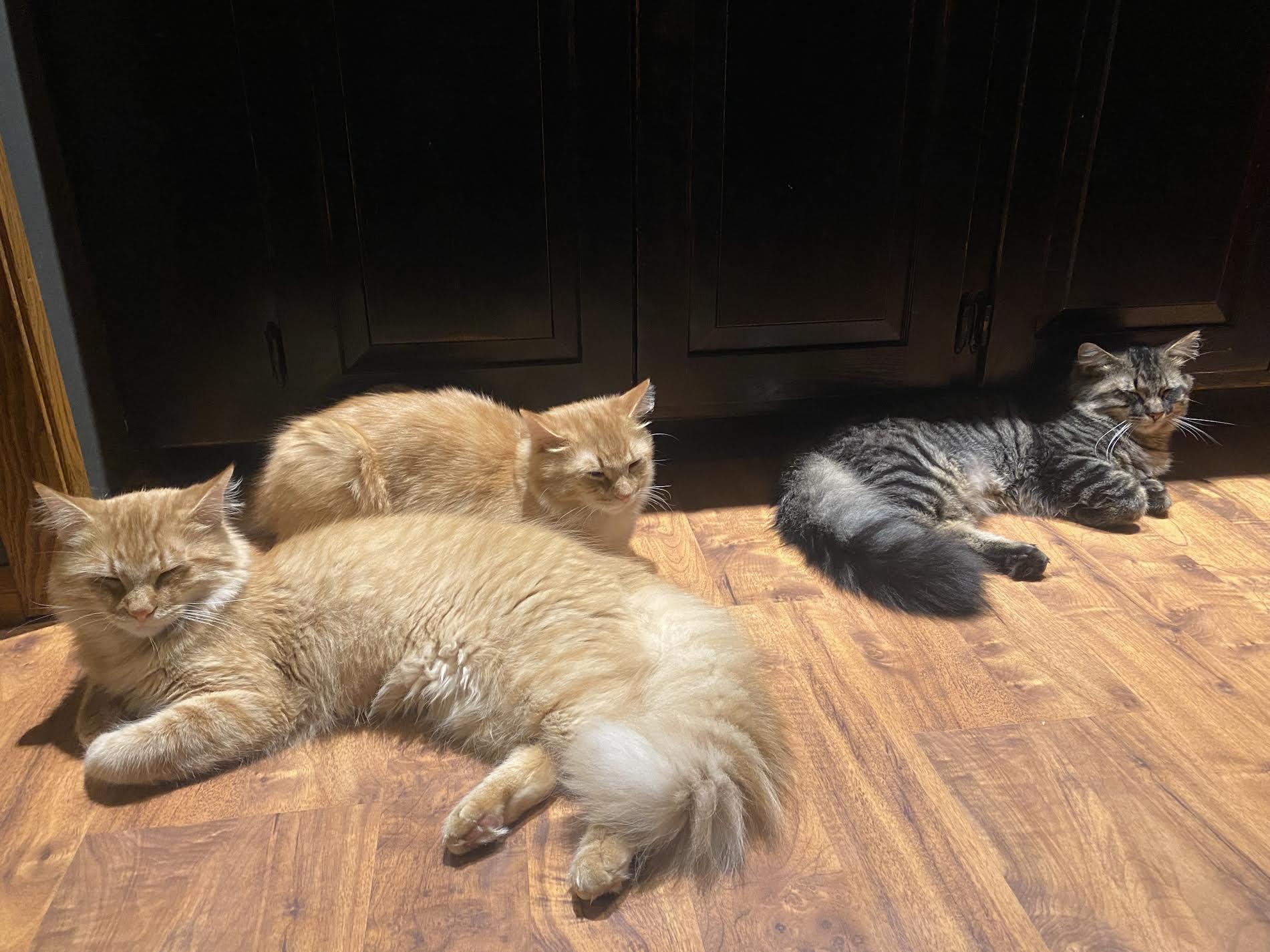 Cheddar, Colby & Pepper Jack (Bonded Pair) photo 3