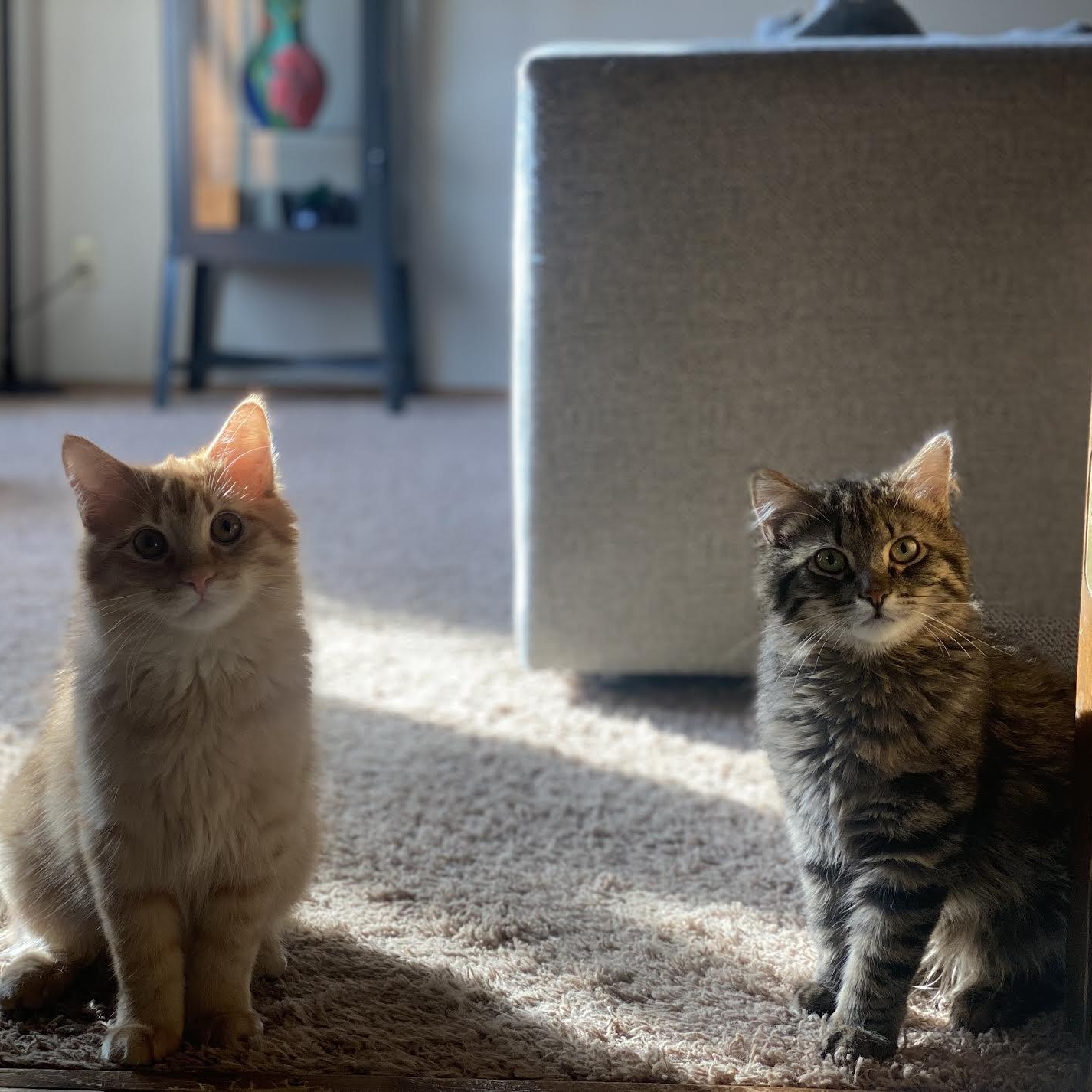 Cheddar, Colby & Pepper Jack (Bonded Pair) photo 2